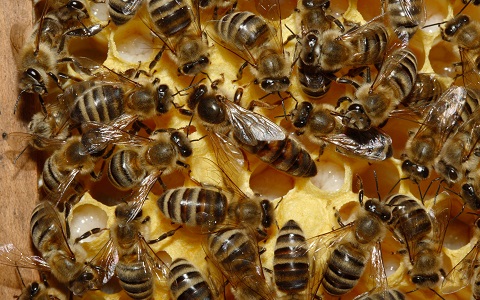 Las abejas son uno de los ejemplos de comportamiento social más complejo en el mundo animal.